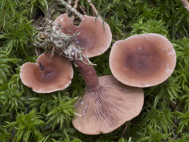 Lactarius camphoratus